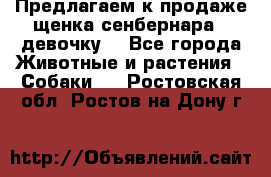 Предлагаем к продаже щенка сенбернара - девочку. - Все города Животные и растения » Собаки   . Ростовская обл.,Ростов-на-Дону г.